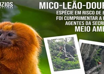 Mico Leão Dourado aparece na Serra das Emerências em Búzios