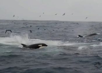 ataque de orcas na espanha