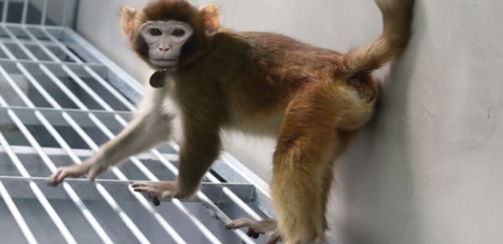 clonagem macaco rhesus