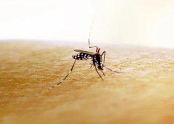 como a dengue pode matar