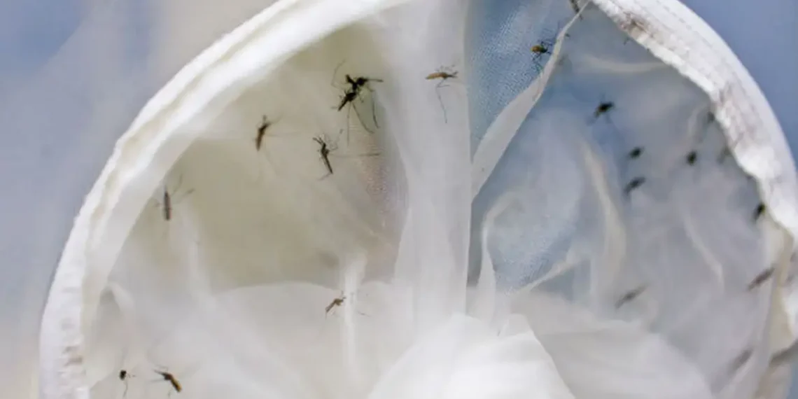 mortes por dengue