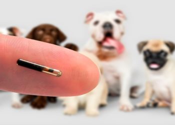 Prefeitura de macaé abre cadastro para serviço de implantação de microchipagem em animais