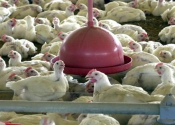 brasil suspende exportação de aves