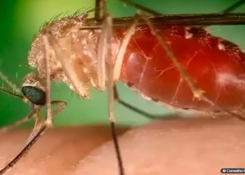 Oropouche pode levar a novo surto de microcefalia no Brasil? &ndash; O Rebate